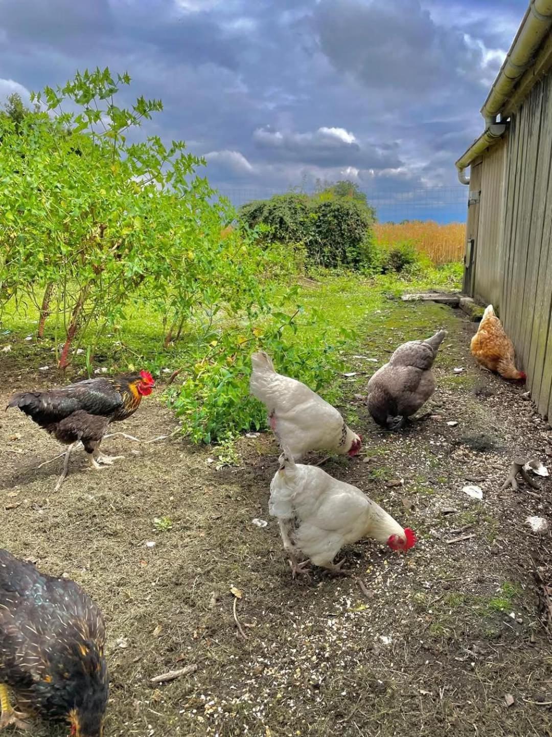 Gite Des Etourniaux La Poterie-Mathieu Esterno foto